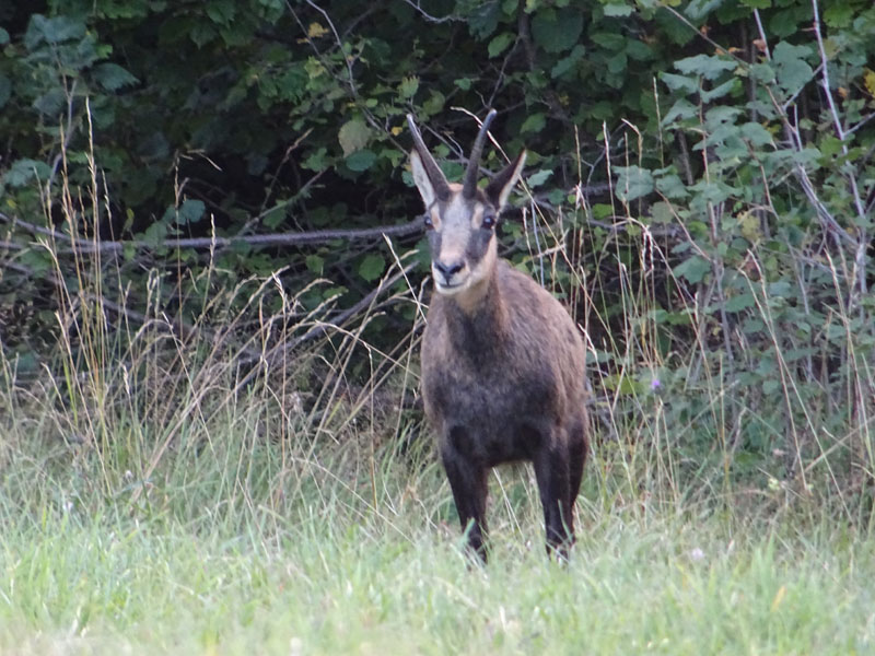 Rupicapra rupicapra.....dal Trentino Alto Adige